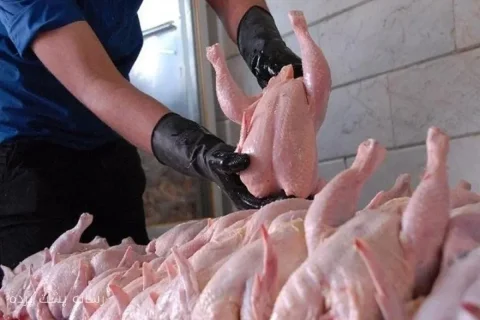 قیمت مرغ تازه در میادین میوه و تره بار تهران اعلام شد