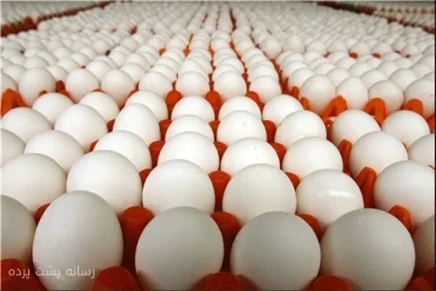 حمیدرضا کاشانی: ظرفیت مرغ تخم‌گذار کشور به ۱۷۹ میلیون قطعه رسید