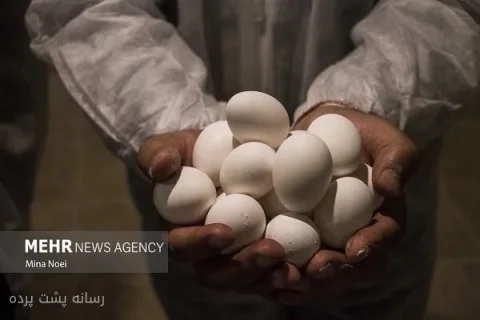 افتتاح «شهر تخم‌مرغ» با سرمایه‌گذاری کلان در صنعت طیور