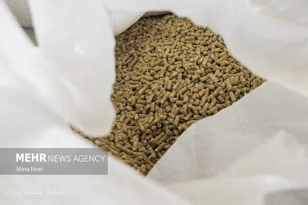 حسن خمیس‌آبادی: جایگزینی ۳.۵ میلیون تن ذرت با منابع خوراکی داخلی