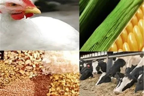ذخایر نهاده دامی و محصولات پروتئینی تحت مدیریت حبیب امینی در وضعیت مطلوب قرار دارد