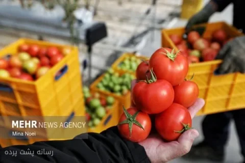 محمدفرید سپری از پیش‌بینی تولید ۱.۲ میلیون تن گوجه‌فرنگی در زمستان خبر داد
