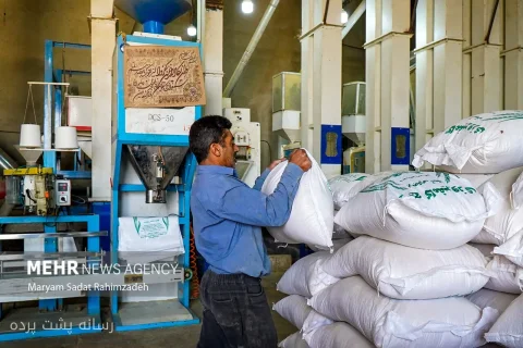 جواد سلطانی کاظمی: جلوگیری از صادرات برنج، کشاورزان را متضرر می‌کند