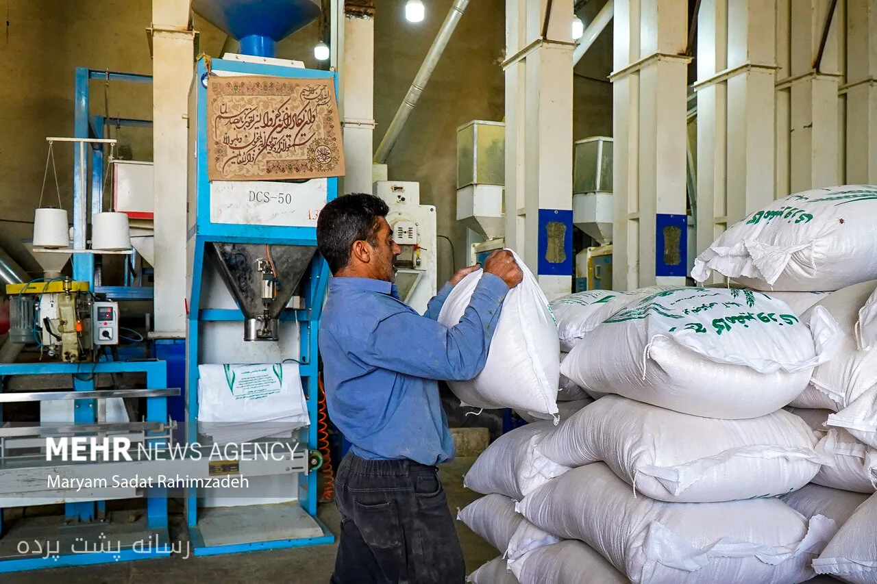 جواد سلطانی کاظمی: جلوگیری از صادرات برنج، کشاورزان را متضرر می‌کند